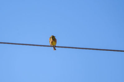 Low angle view of bird perching on cable against clear sky