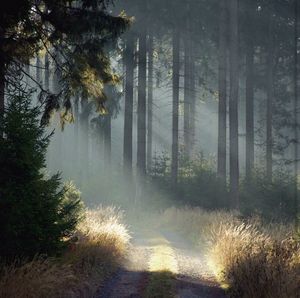 Empty road amidst trees in forest