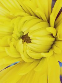 Macro shot of flower