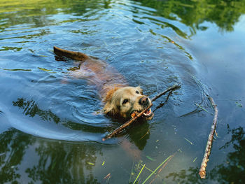 Dog swimming in lake