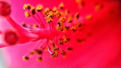 Close-up of pink flower