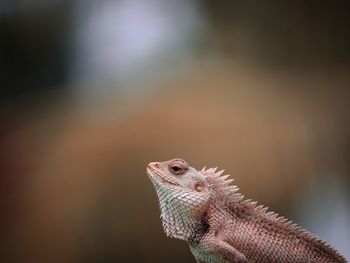 Close-up of lizard