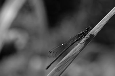 Close-up of damselfly on outdoors