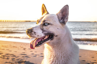 Close-up of dog yawning at beach