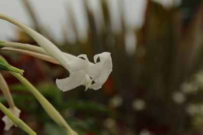 Close-up of white flower