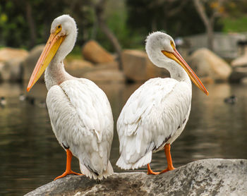 Close-up of birds perching on lake
