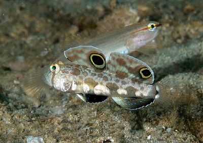 Close-up of fish underwater