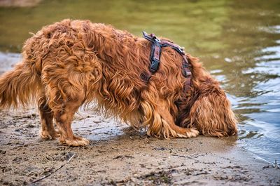 View of a dog in water