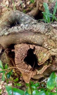 Close-up of lizard on tree