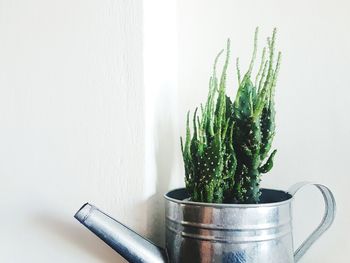 Close-up of potted plant