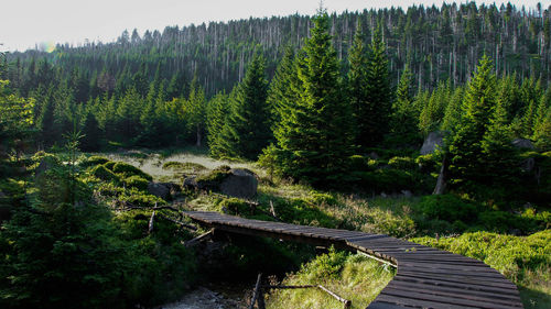 Scenic view of forest