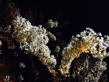 Low angle view of flowers on tree