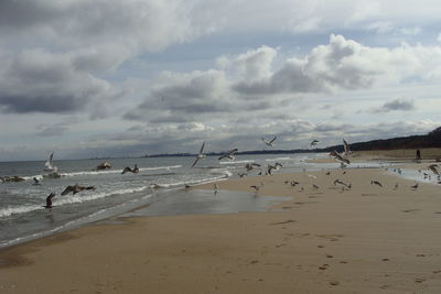 Birds on beach against sky