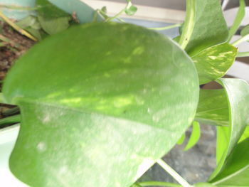 Close-up of green leaves