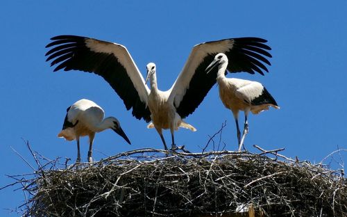 Low angle view of birds in nest against blue sky