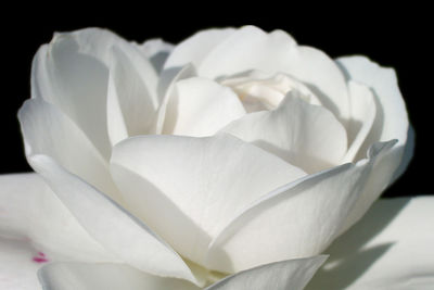 Close-up of white rose against black background