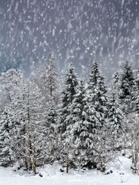 Snow covered pine trees in forest during winter