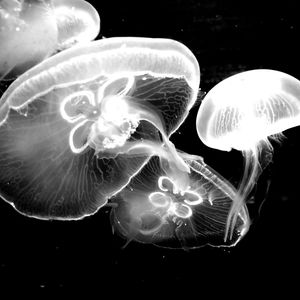 Close-up of jellyfish swimming in sea