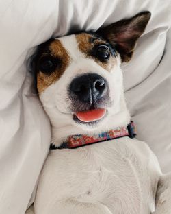 Jack russel terrier dog sticking tongue out