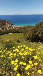 Scenic view of sea and yellow flowers against sky