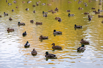 High angle view of ducks swimming in lake