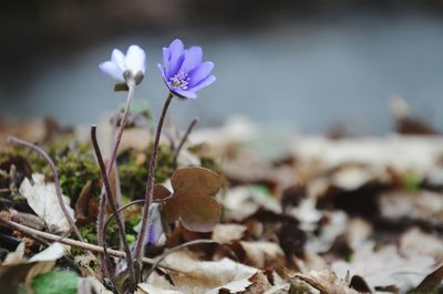 Close-up of purple anemone flowers on field