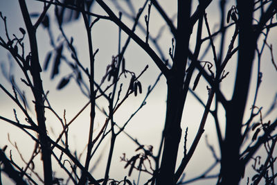 Close-up of plants against sky