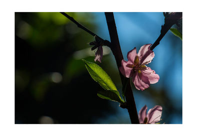 Close-up of flowers against blurred background