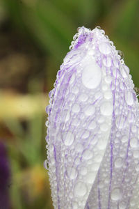 Close-up of wet purple flower