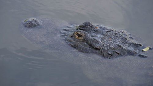 Alligator is a large crocodile in the water. alligator close up portrait.