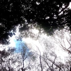 Low angle view of silhouette trees against sky