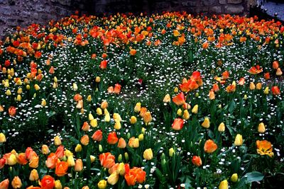 Close-up of orange flowering plants