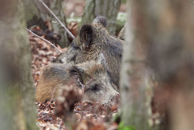 Close-up of an animal