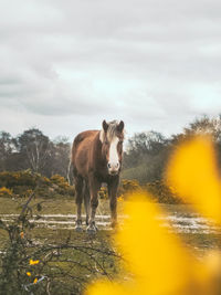 Horse standing on field against sky