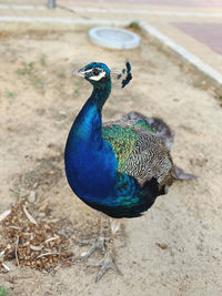 High angle view of peacock on land