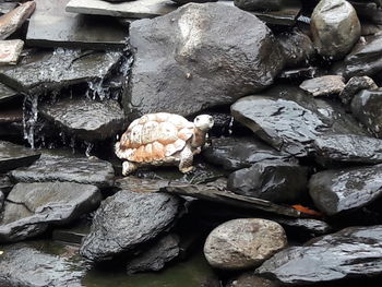 High angle view of crab