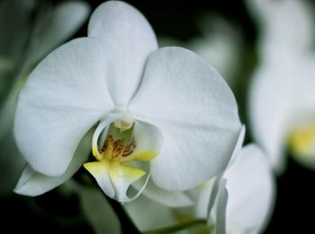 Close-up of white flowering plant