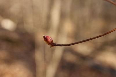 Close-up of red flower buds on tree