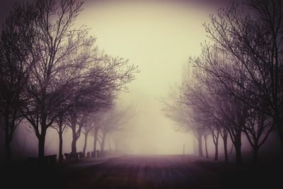 Trees on landscape against sky