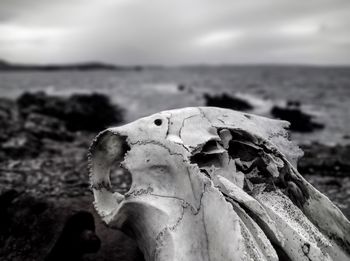 Close-up of fossil on field