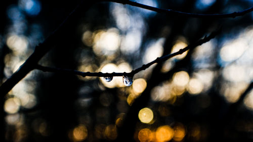 Close-up of twigs
