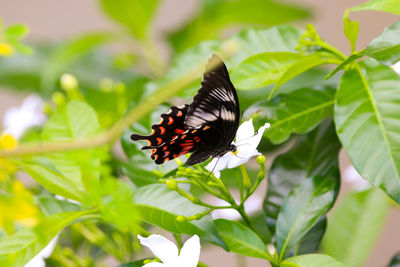 Close-up of butterfly pollinating on flower