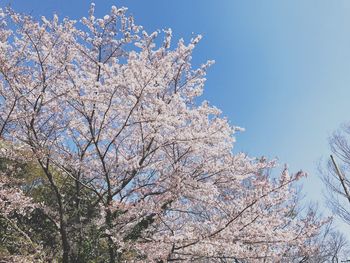 Low angle view of flower tree against clear sky