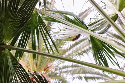 Close-up of palm tree leaves