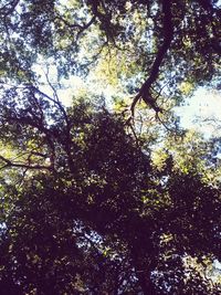 Low angle view of trees in forest