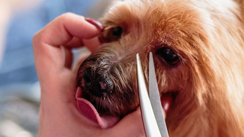 Close-up of hand feeding dog