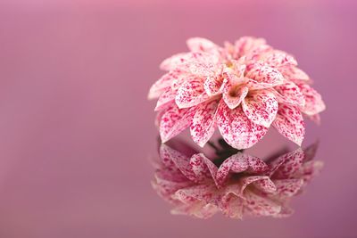 Close-up of pink flower