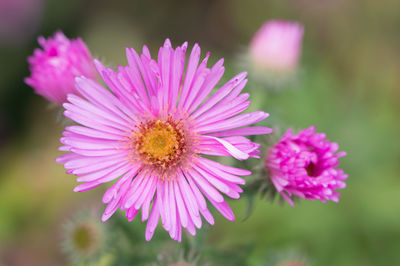 Close-up of pink flower