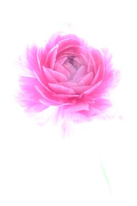 Close-up of pink flowers over white background