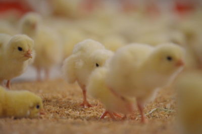 Close-up of a 1 day-old broiler chicks